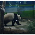 一直走來走去很難拍的熊貓
