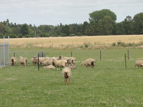 一望無際的草原及成群的綿羊: 這就是印象中的紐西蘭啊