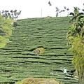 梯田