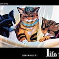 菁埔貓世界-5.jpg