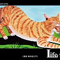 菁埔貓世界-11.jpg