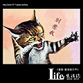 菁埔貓世界-20.jpg