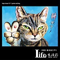菁埔貓世界-32.jpg