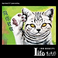 菁埔貓世界-34.jpg
