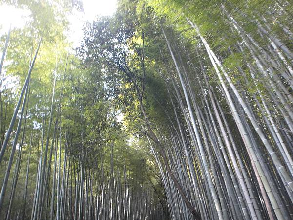 竹林步道