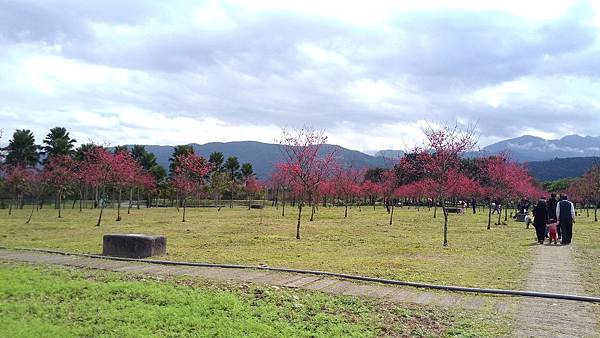 宜蘭大同鄉土場賞櫻