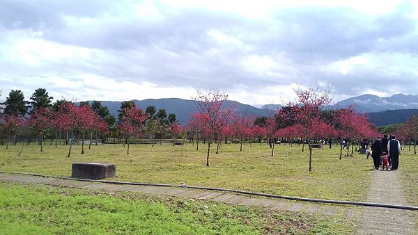 宜蘭大同鄉土場賞櫻