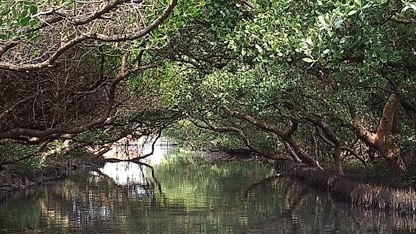 四草紅樹林綠色隧道