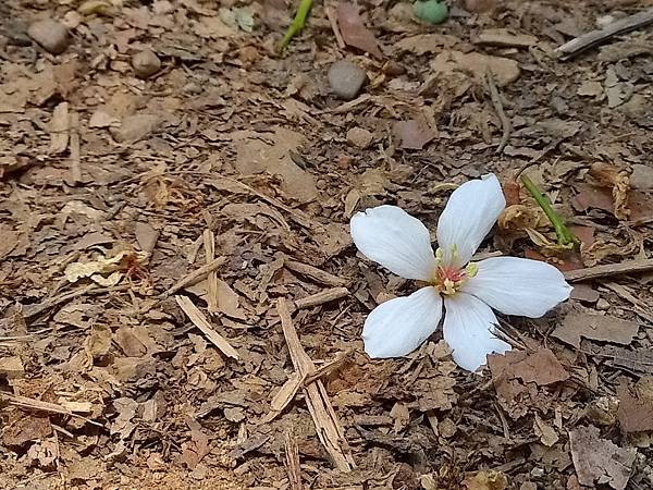 彰化福田賞花