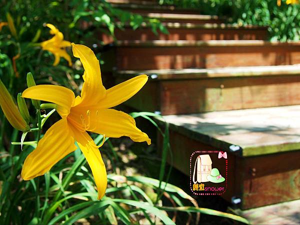 沐心泉金針花021.JPG