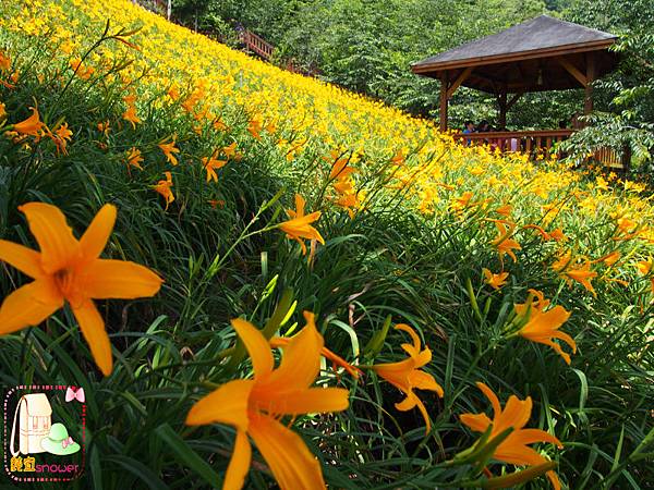 沐心泉金針花026.JPG