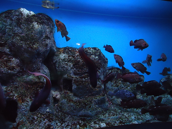 水族箱‧尼克斯海洋公園‧登別