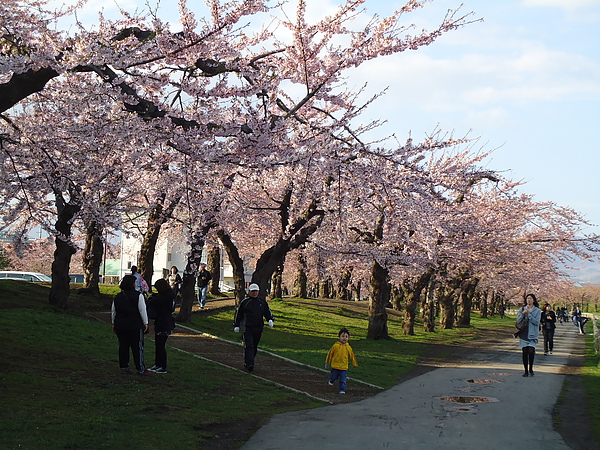 櫻花‧五稜郭公園‧函館