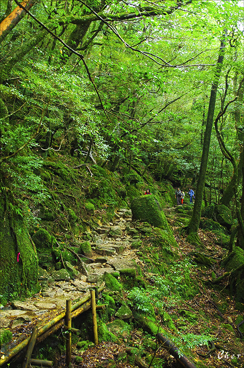 屋久島之森2.jpg