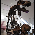 恐龍耶 這隻跟博物館驚魂夜的很像喔