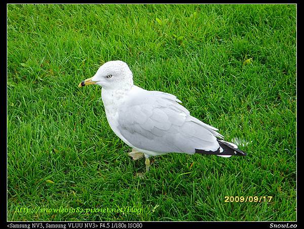 鳥仔