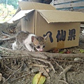 2011.09.12 虎斑貓
