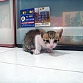 2011.09.12 洗澡後的虎斑貓