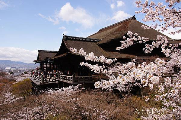 清水寺櫻花