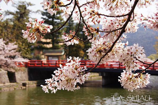 岡崎疏水