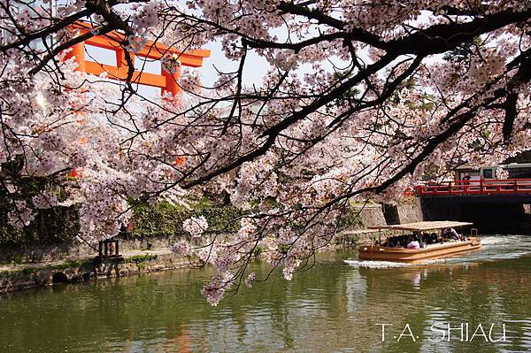 岡崎疏水櫻花