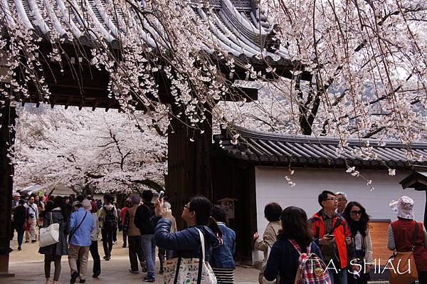 京都‧醍醐寺櫻花