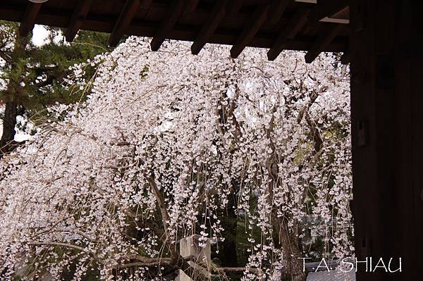 京都‧醍醐寺櫻花