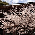 京都‧醍醐寺櫻花