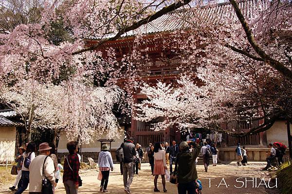 京都‧醍醐寺櫻花