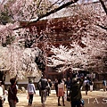 京都‧醍醐寺櫻花