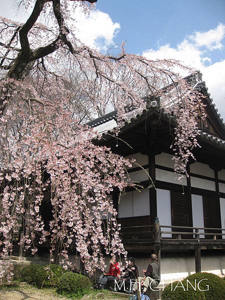 京都‧醍醐寺櫻花