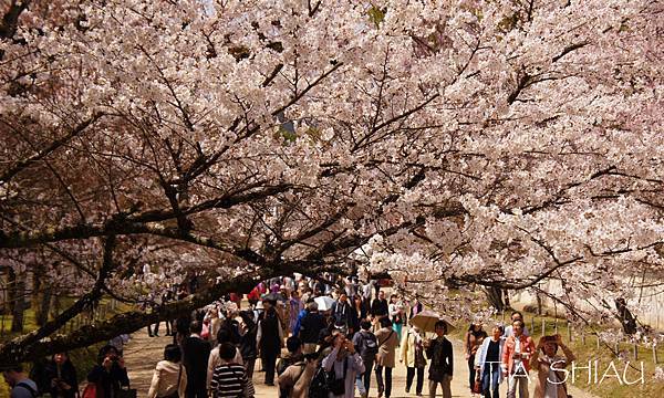 京都‧醍醐寺櫻花