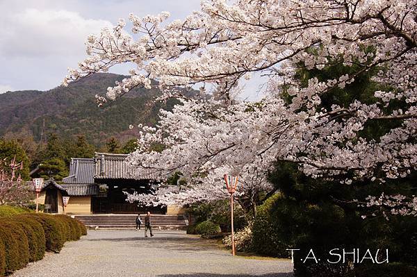 京都‧隨心院櫻花