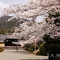 京都‧隨心院櫻花