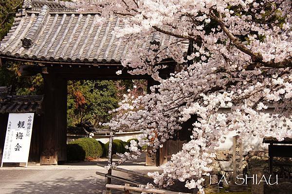 京都‧隨心院櫻花
