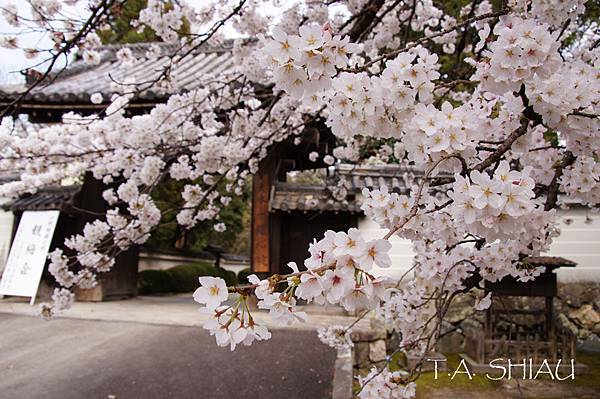 京都‧隨心院櫻花