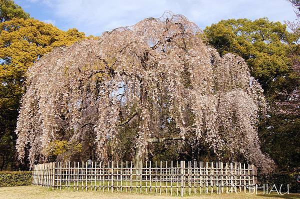 京都御苑