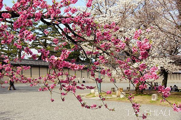 京都御苑