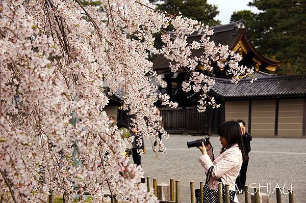 京都御苑