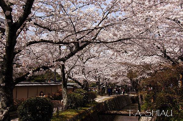 京都‧哲學之道