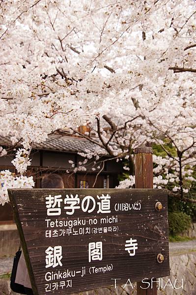 京都‧哲學之道