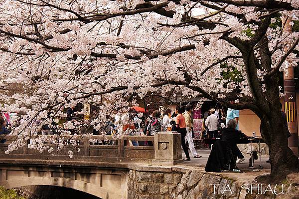 京都‧哲學之道