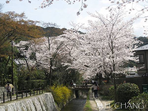 京都‧哲學之道