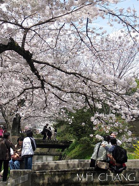 京都‧哲學之道