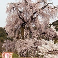 京都‧圓山公園