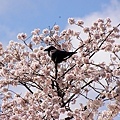 京都‧圓山公園