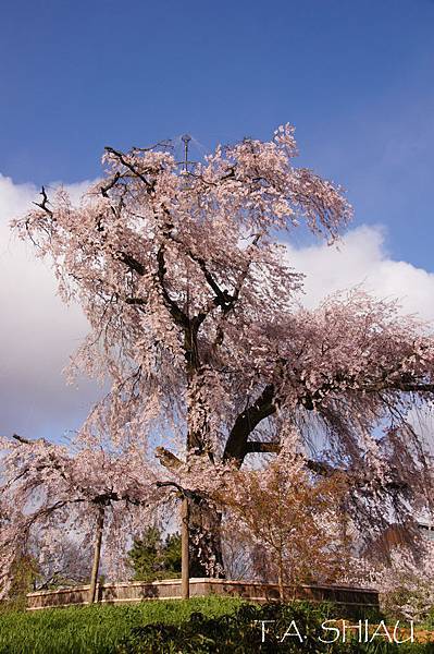 京都‧圓山公園