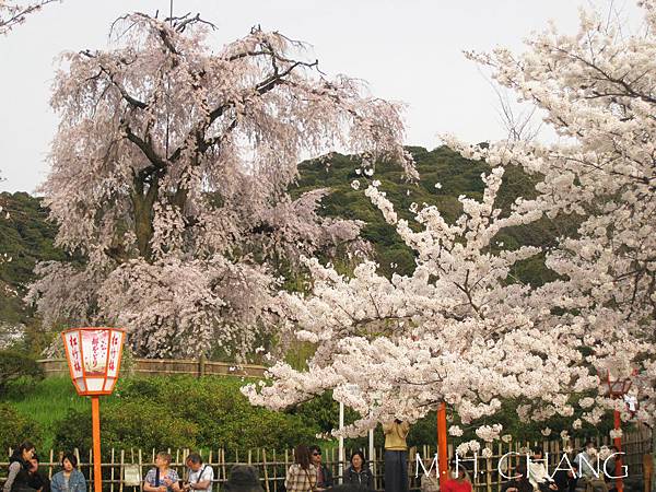 京都‧圓山公園