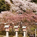 京都‧高台寺