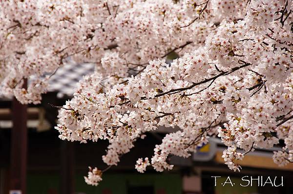 嵐山嵯峨野